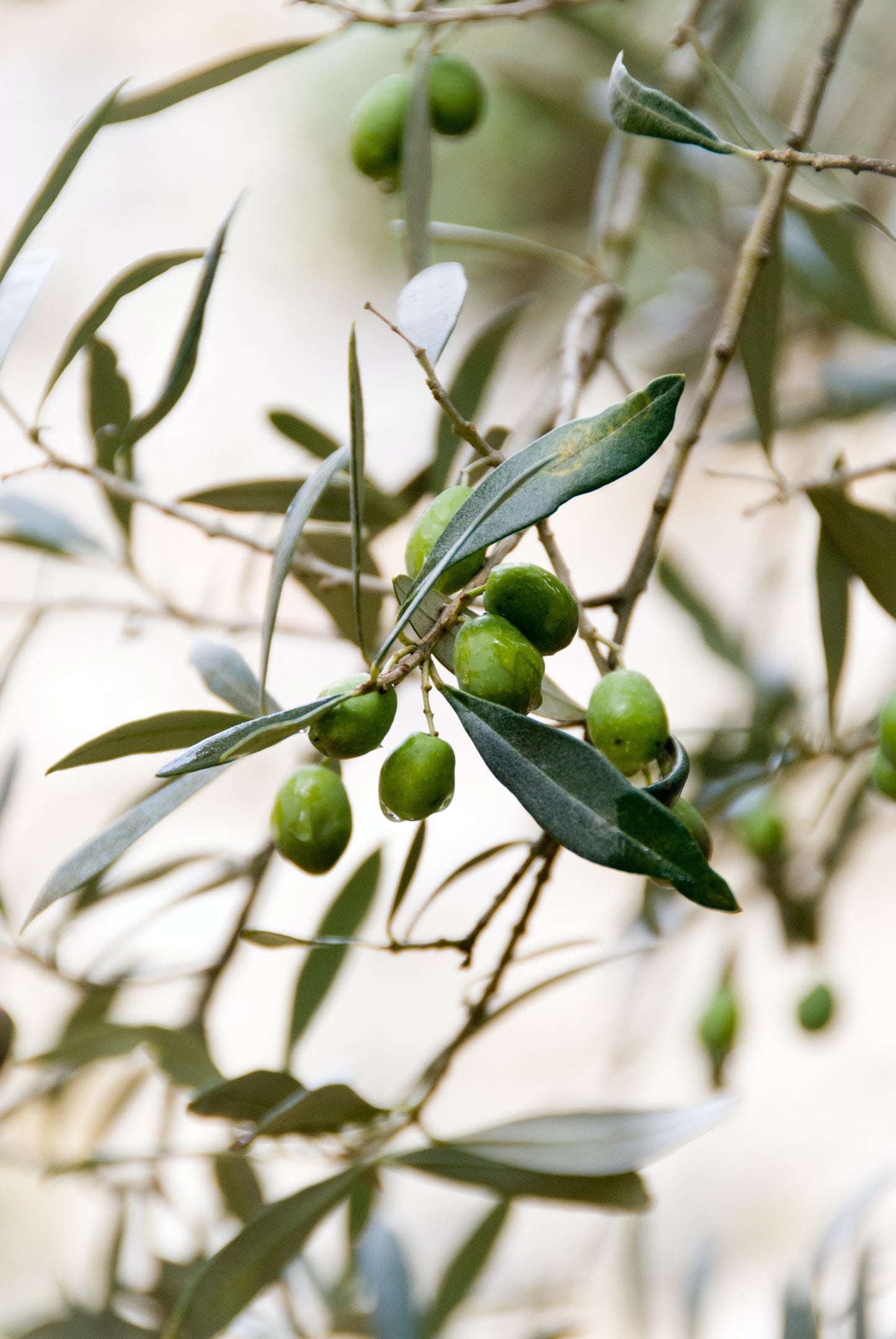 Extra Virgin Olive Oil - Manzanilla