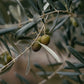Extra Virgin Olive Oil - Arbequina