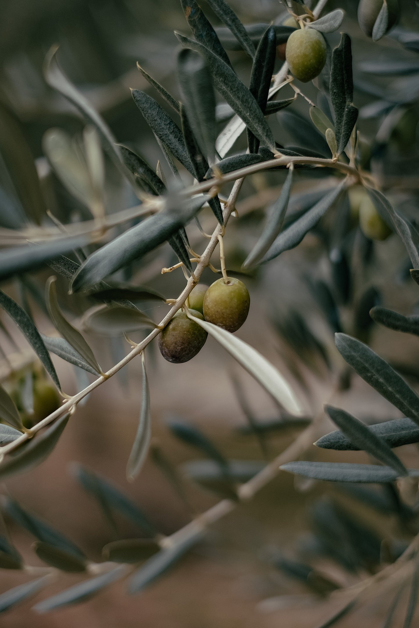 Extra Virgin Olive Oil - Arbequina