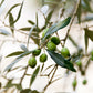 Extra Virgin Olive Oil - Manzanilla