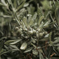 Extra Virgin Olive Oil - Hojiblanca