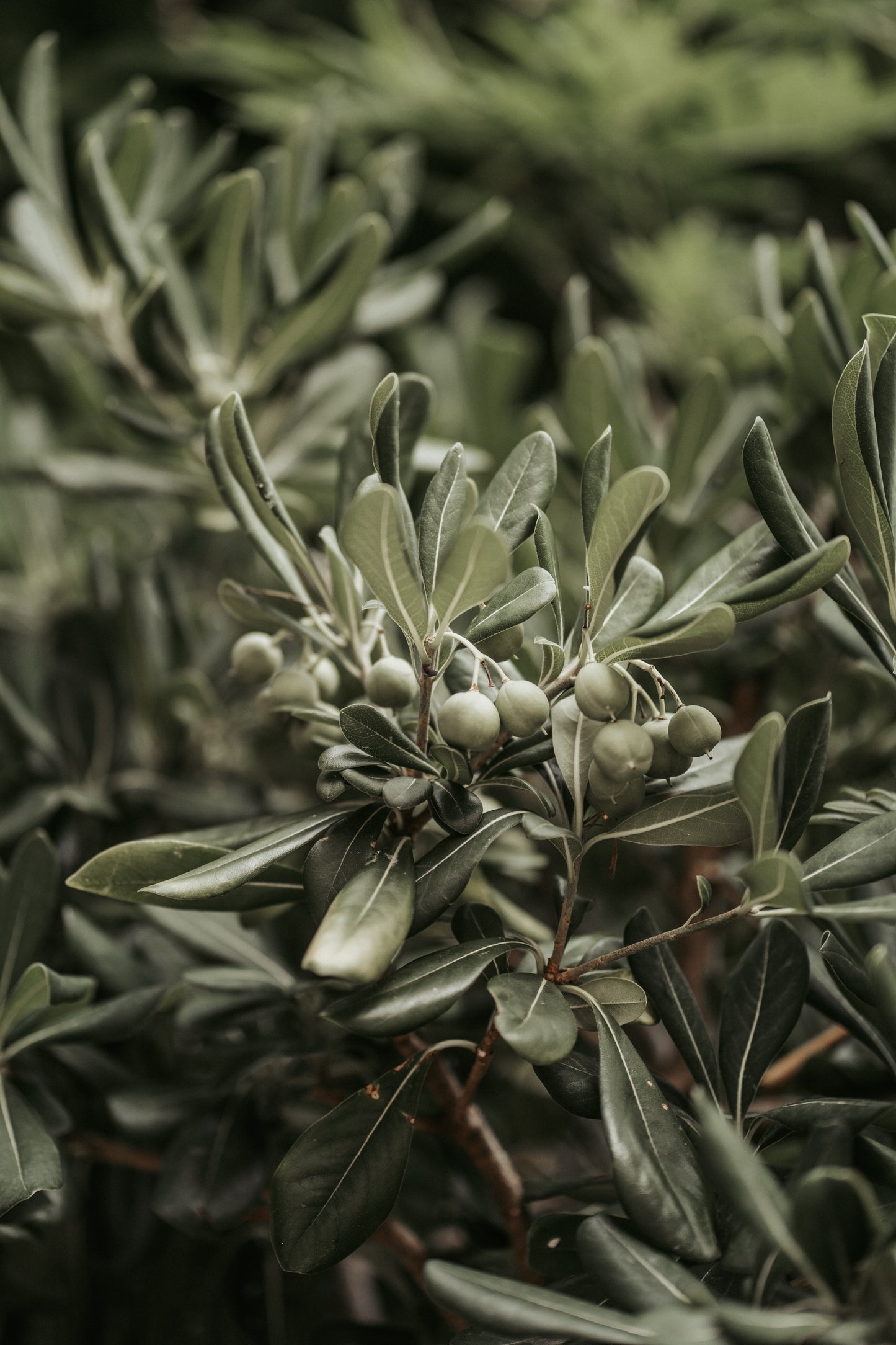 Extra Virgin Olive Oil - Hojiblanca